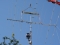 Ant_D71_3129