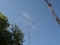Ant_D71_3159